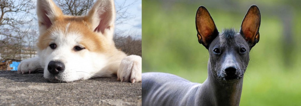 Mexican Hairless vs Akita - Breed Comparison
