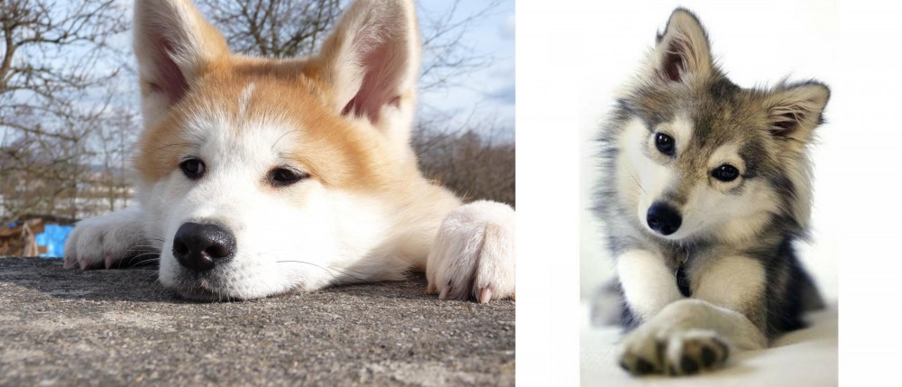 Miniature Siberian Husky vs Akita - Breed Comparison