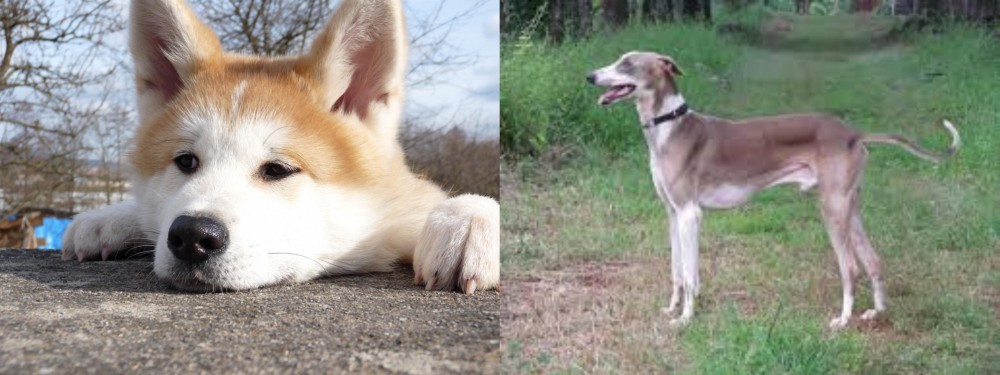 Mudhol Hound vs Akita - Breed Comparison