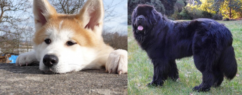 Newfoundland Dog vs Akita - Breed Comparison