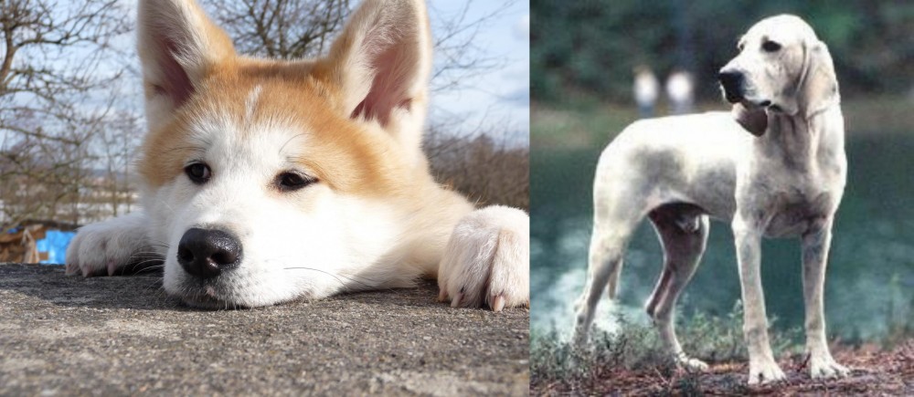 Porcelaine vs Akita - Breed Comparison
