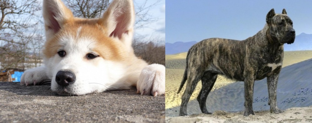 Presa Canario vs Akita - Breed Comparison