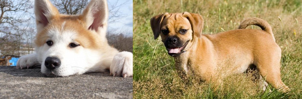 Puggle vs Akita - Breed Comparison