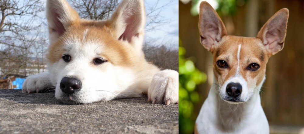 Rat Terrier vs Akita - Breed Comparison