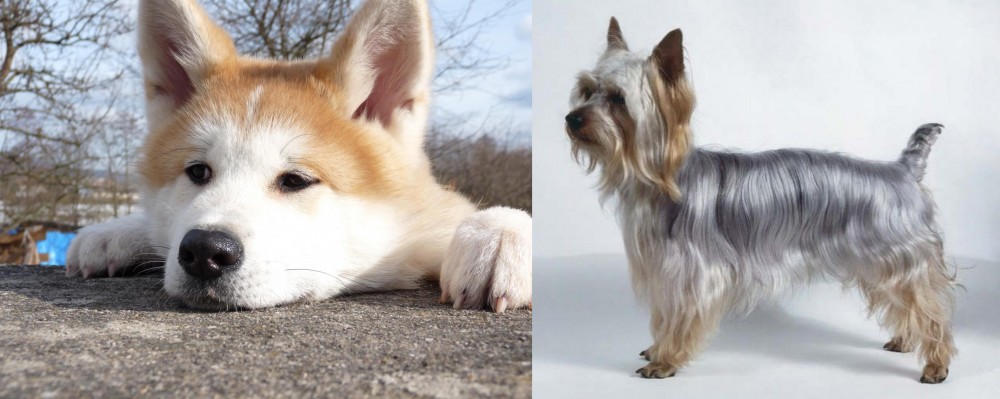 Silky Terrier vs Akita - Breed Comparison