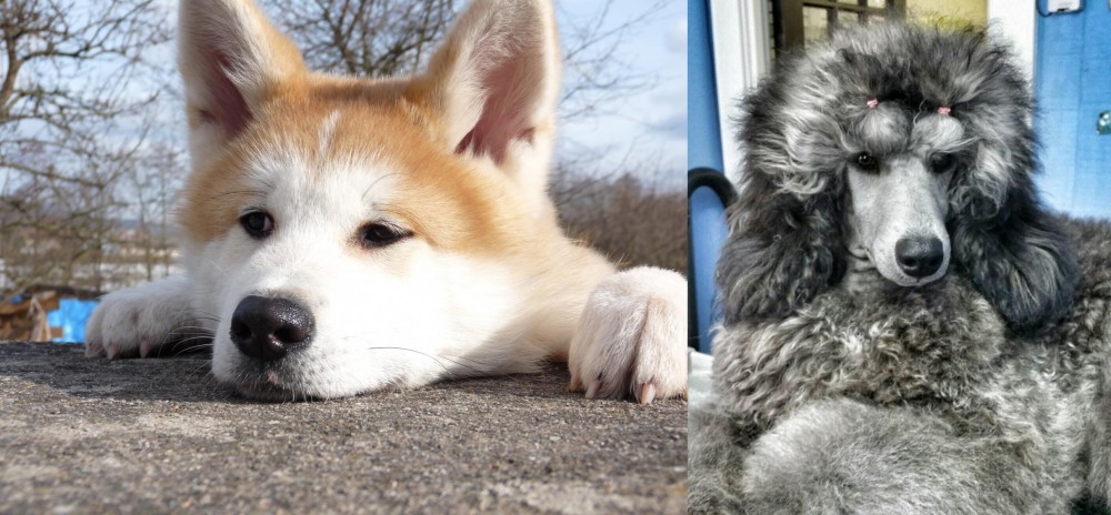 Standard Poodle vs Akita - Breed Comparison