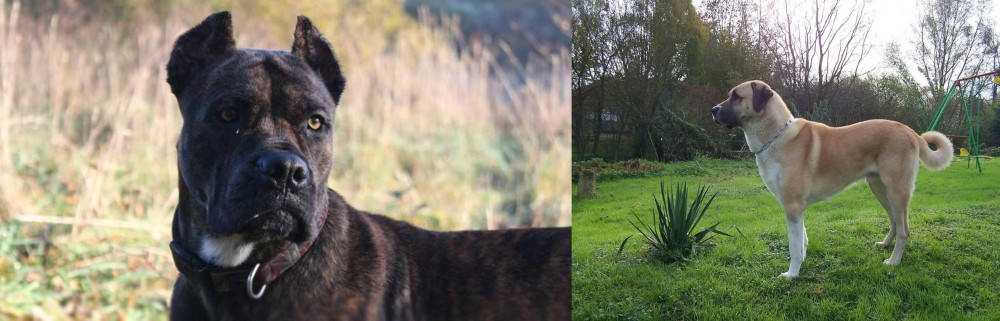 Anatolian Shepherd vs Alano Espanol - Breed Comparison