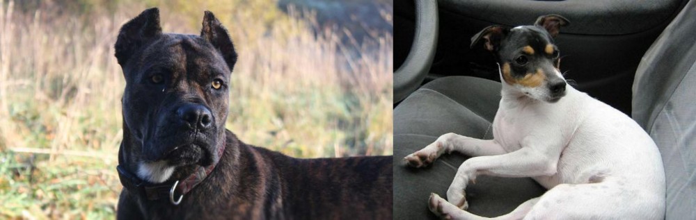 Chilean Fox Terrier vs Alano Espanol - Breed Comparison