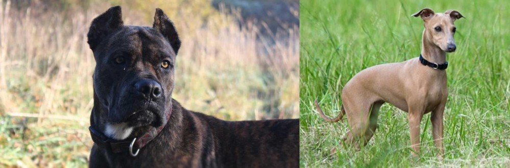 Italian Greyhound vs Alano Espanol - Breed Comparison