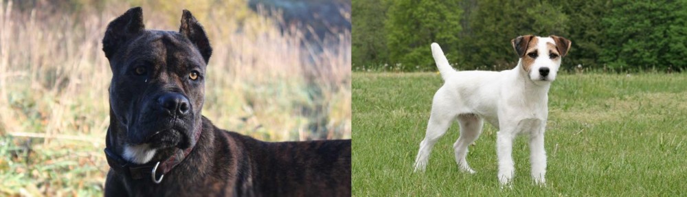 Jack Russell Terrier vs Alano Espanol - Breed Comparison
