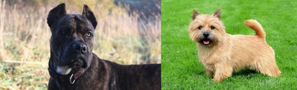 Norwich Terrier vs Alano Espanol - Breed Comparison