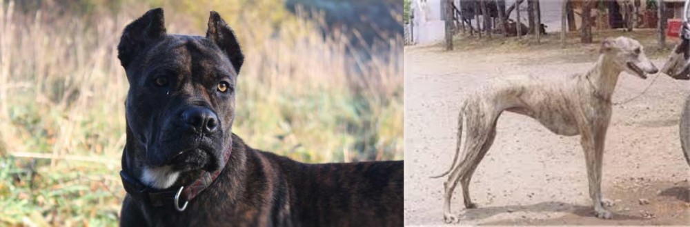 Rampur Greyhound vs Alano Espanol - Breed Comparison