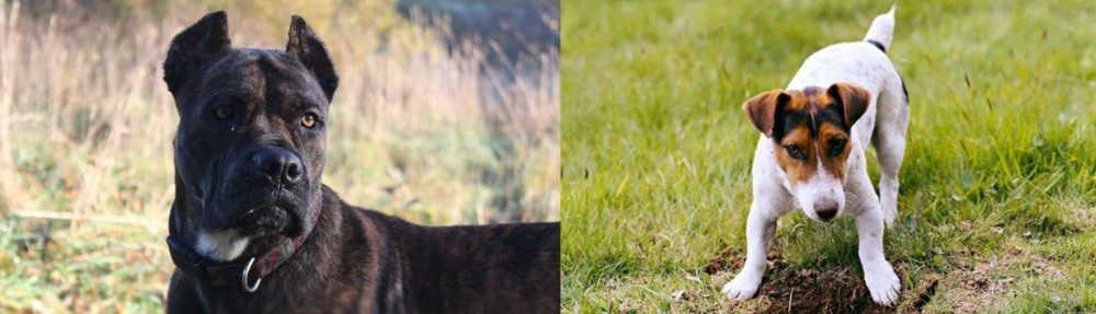 Russell Terrier vs Alano Espanol - Breed Comparison