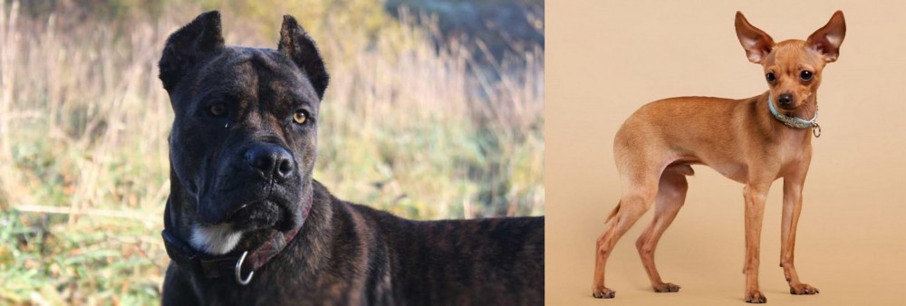Russian Toy Terrier vs Alano Espanol - Breed Comparison
