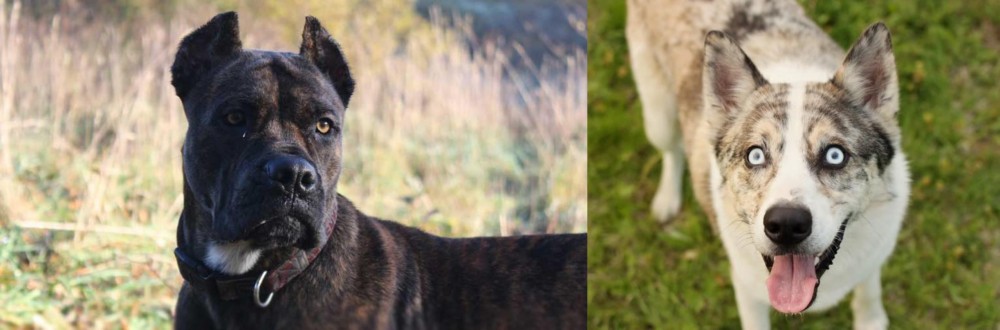 Shepherd Husky vs Alano Espanol - Breed Comparison