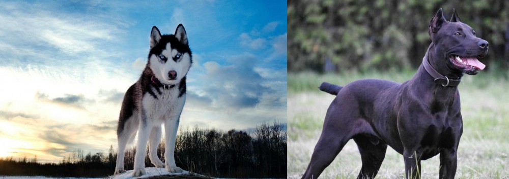 Canis Panther vs Alaskan Husky - Breed Comparison