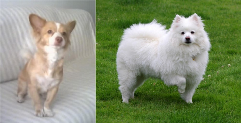 American Eskimo Dog vs Alopekis - Breed Comparison