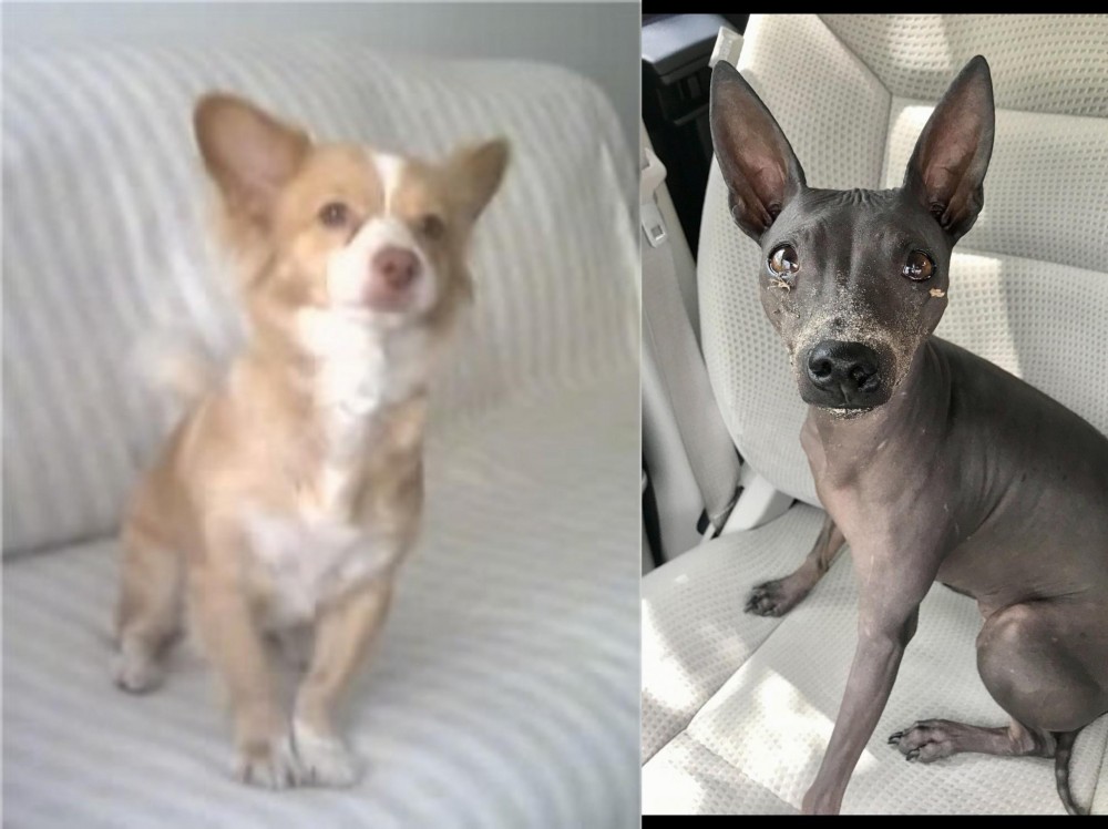 American Hairless Terrier vs Alopekis - Breed Comparison