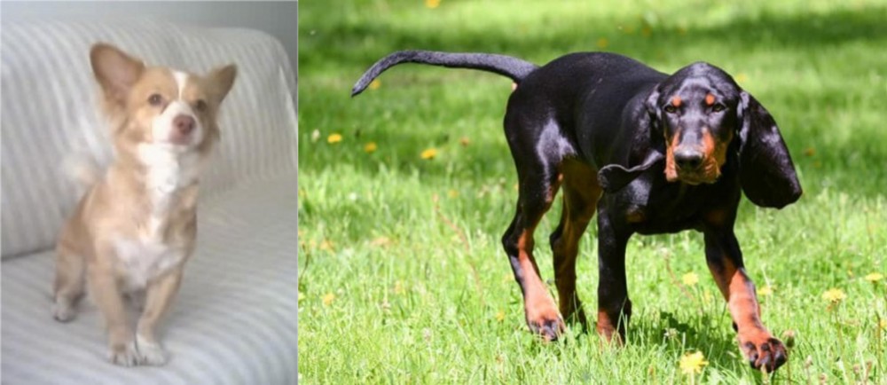Black and Tan Coonhound vs Alopekis - Breed Comparison