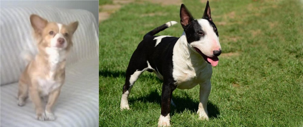 Bull Terrier Miniature vs Alopekis - Breed Comparison