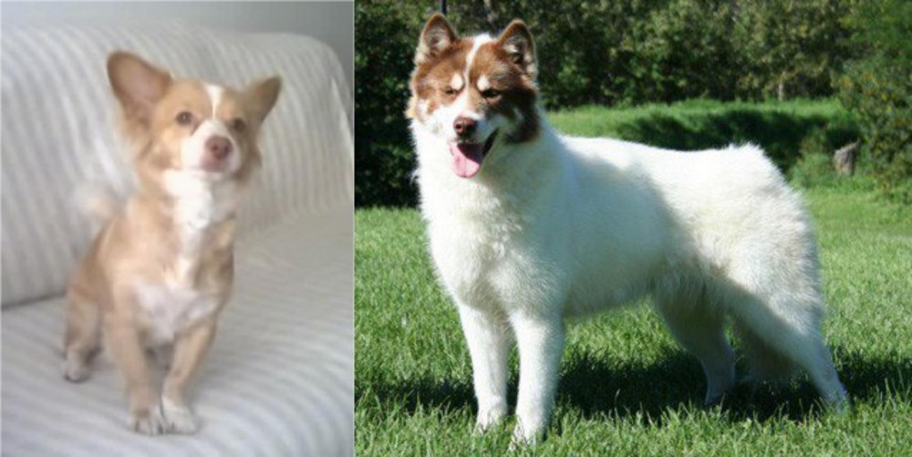 Canadian Eskimo Dog vs Alopekis - Breed Comparison