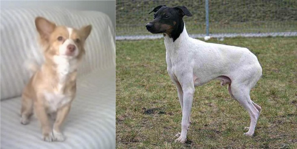 Japanese Terrier vs Alopekis - Breed Comparison