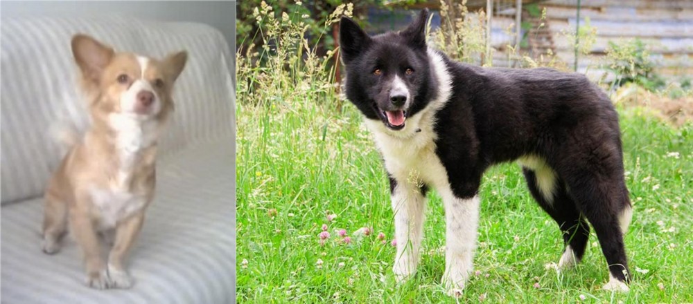 Karelian Bear Dog vs Alopekis - Breed Comparison