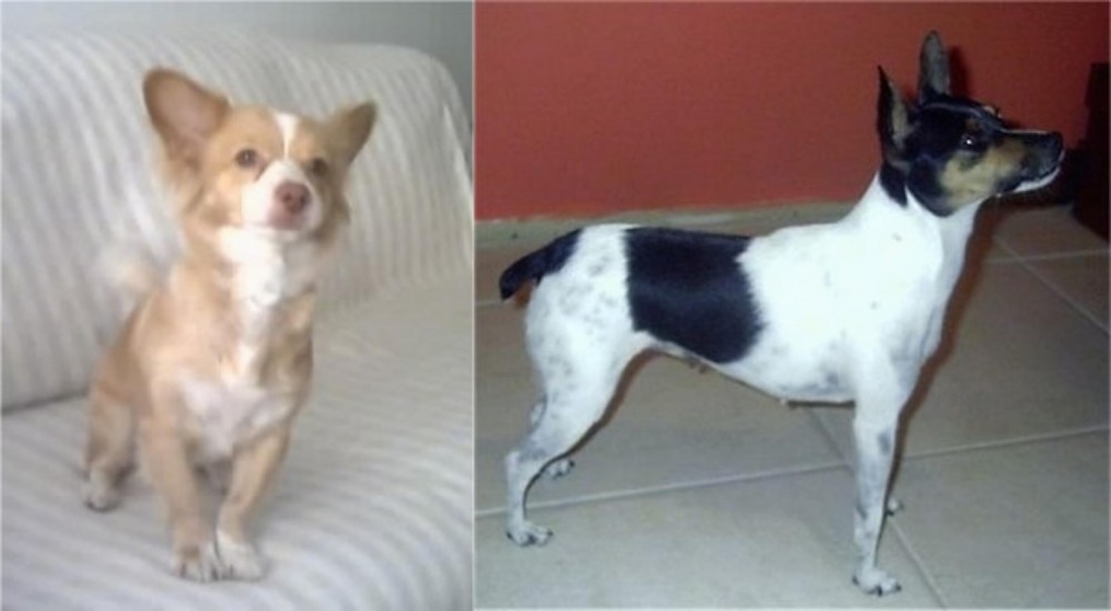 Miniature Fox Terrier vs Alopekis - Breed Comparison