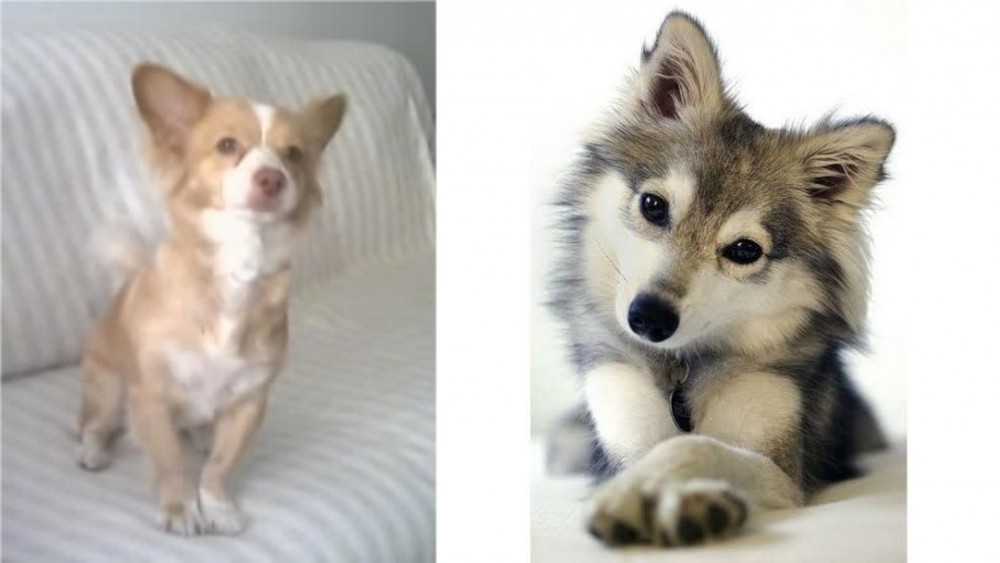Miniature Siberian Husky vs Alopekis - Breed Comparison