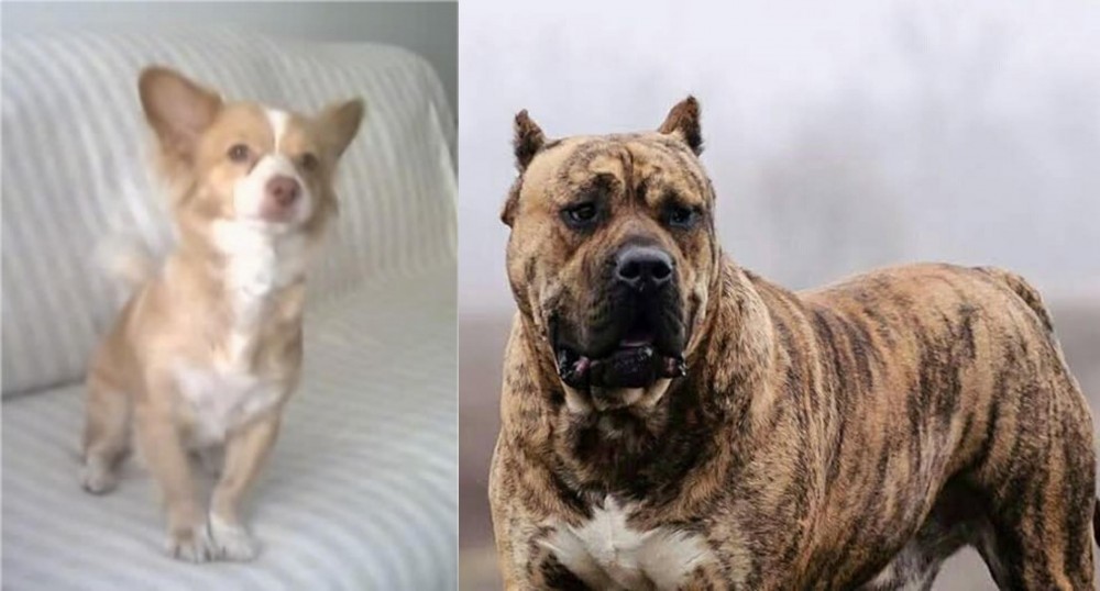 Perro de Presa Canario vs Alopekis - Breed Comparison