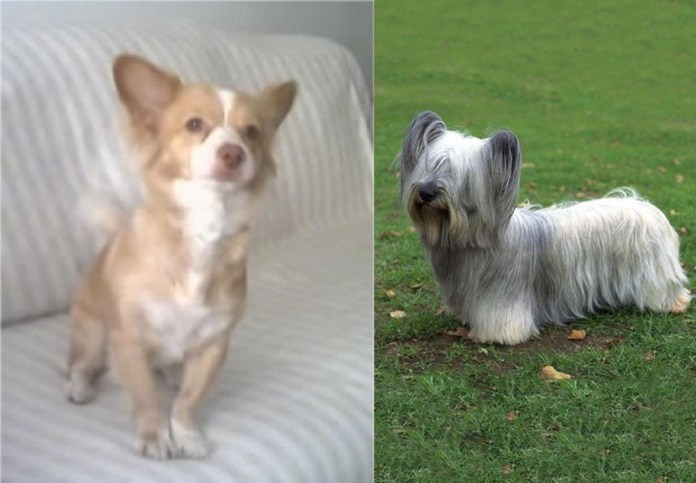 Skye Terrier vs Alopekis - Breed Comparison