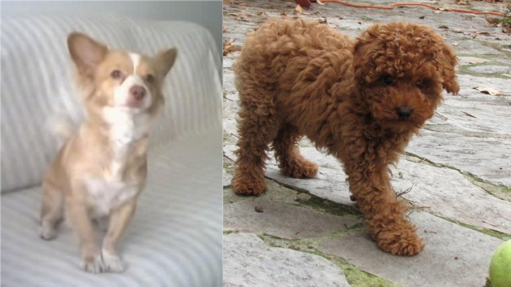Toy Poodle vs Alopekis - Breed Comparison