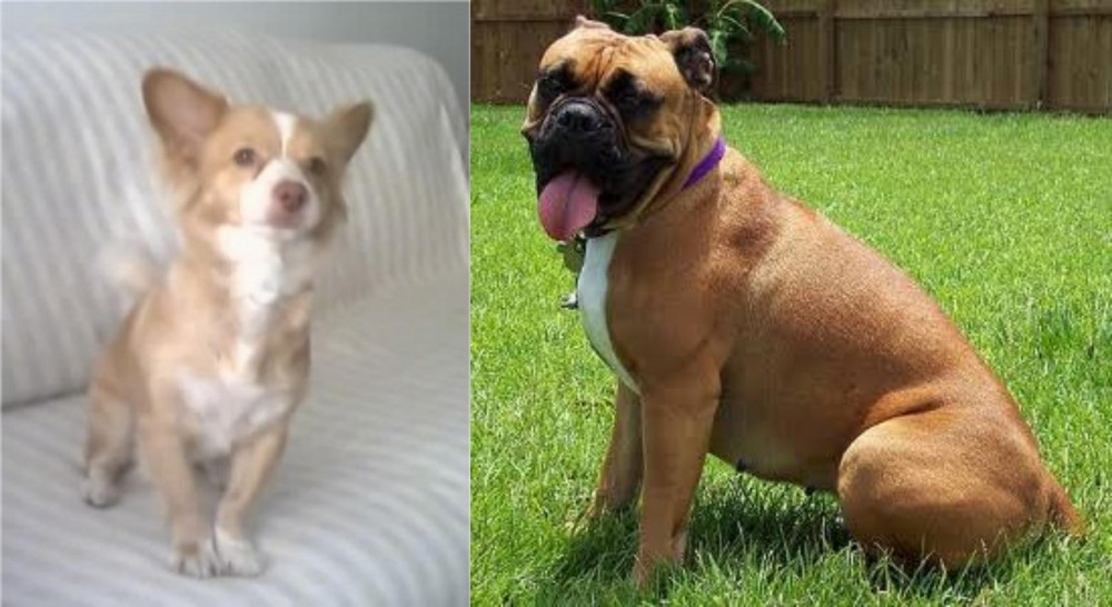 Valley Bulldog vs Alopekis - Breed Comparison