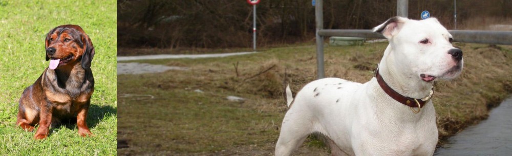 Antebellum Bulldog vs Alpine Dachsbracke - Breed Comparison