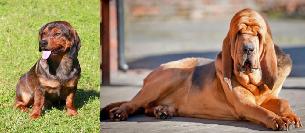 Bloodhound vs Alpine Dachsbracke - Breed Comparison