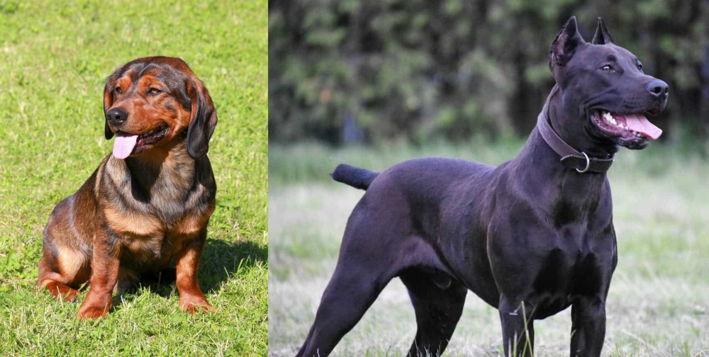 Canis Panther vs Alpine Dachsbracke - Breed Comparison