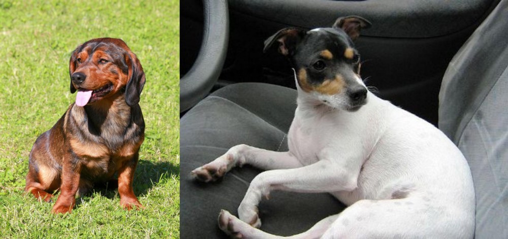 Chilean Fox Terrier vs Alpine Dachsbracke - Breed Comparison