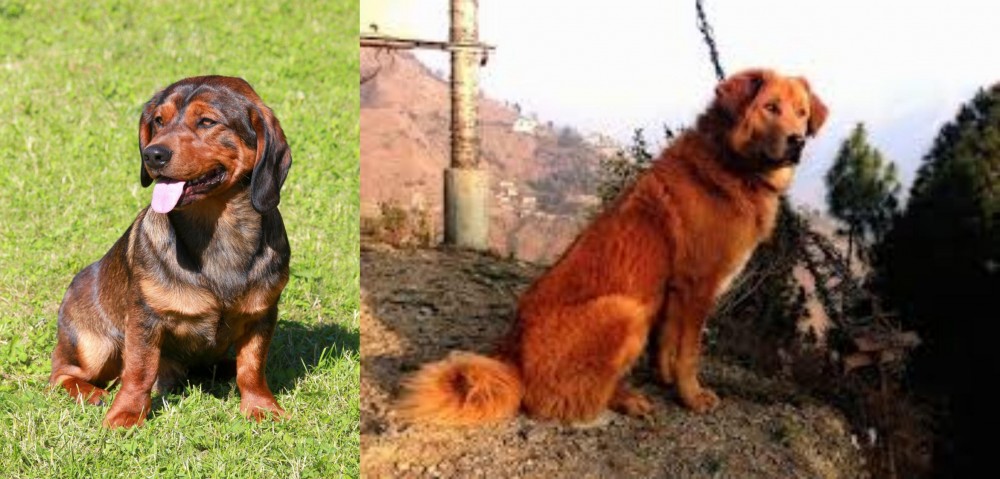 Himalayan Sheepdog vs Alpine Dachsbracke - Breed Comparison