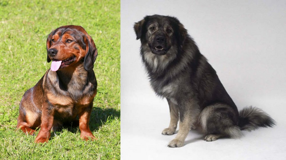 Istrian Sheepdog vs Alpine Dachsbracke - Breed Comparison