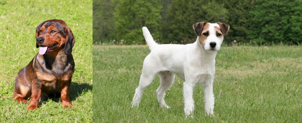 Jack Russell Terrier vs Alpine Dachsbracke - Breed Comparison