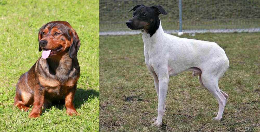 Japanese Terrier vs Alpine Dachsbracke - Breed Comparison