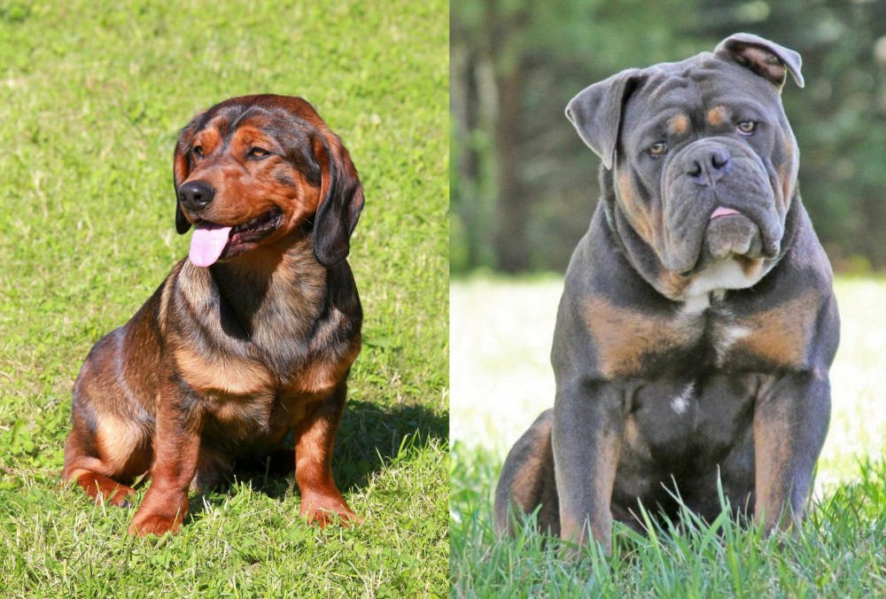 Olde English Bulldogge vs Alpine Dachsbracke - Breed Comparison