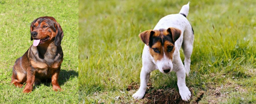 Russell Terrier vs Alpine Dachsbracke - Breed Comparison