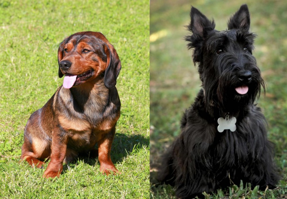 Scoland Terrier vs Alpine Dachsbracke - Breed Comparison