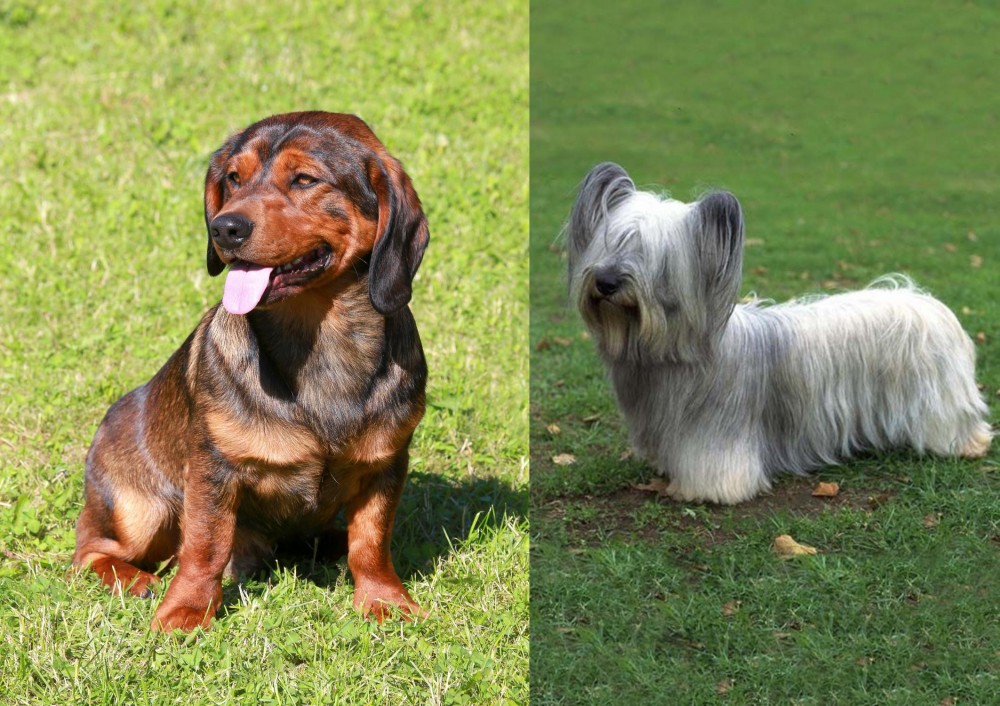 Skye Terrier vs Alpine Dachsbracke - Breed Comparison