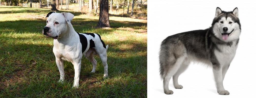 Alaskan Malamute vs American Bulldog - Breed Comparison