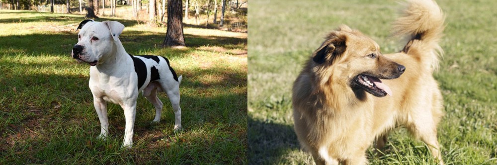Basque Shepherd vs American Bulldog - Breed Comparison