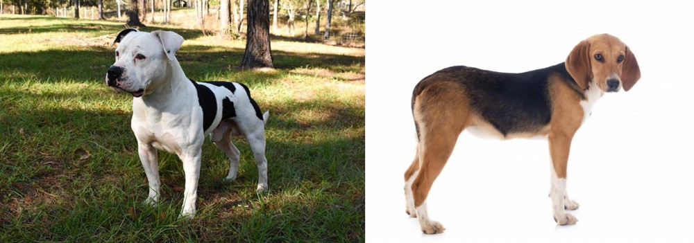 Beagle-Harrier vs American Bulldog - Breed Comparison