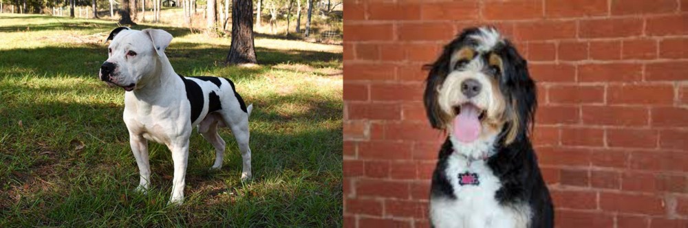 Bernedoodle vs American Bulldog - Breed Comparison
