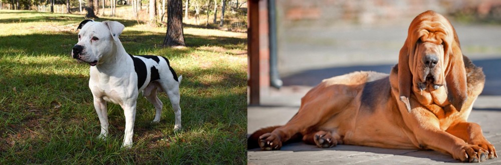 Bloodhound vs American Bulldog - Breed Comparison